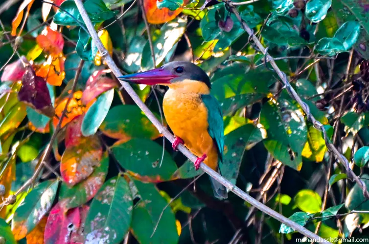 Stork-billed kingfisher at Kadamakkudy | Kerala | India